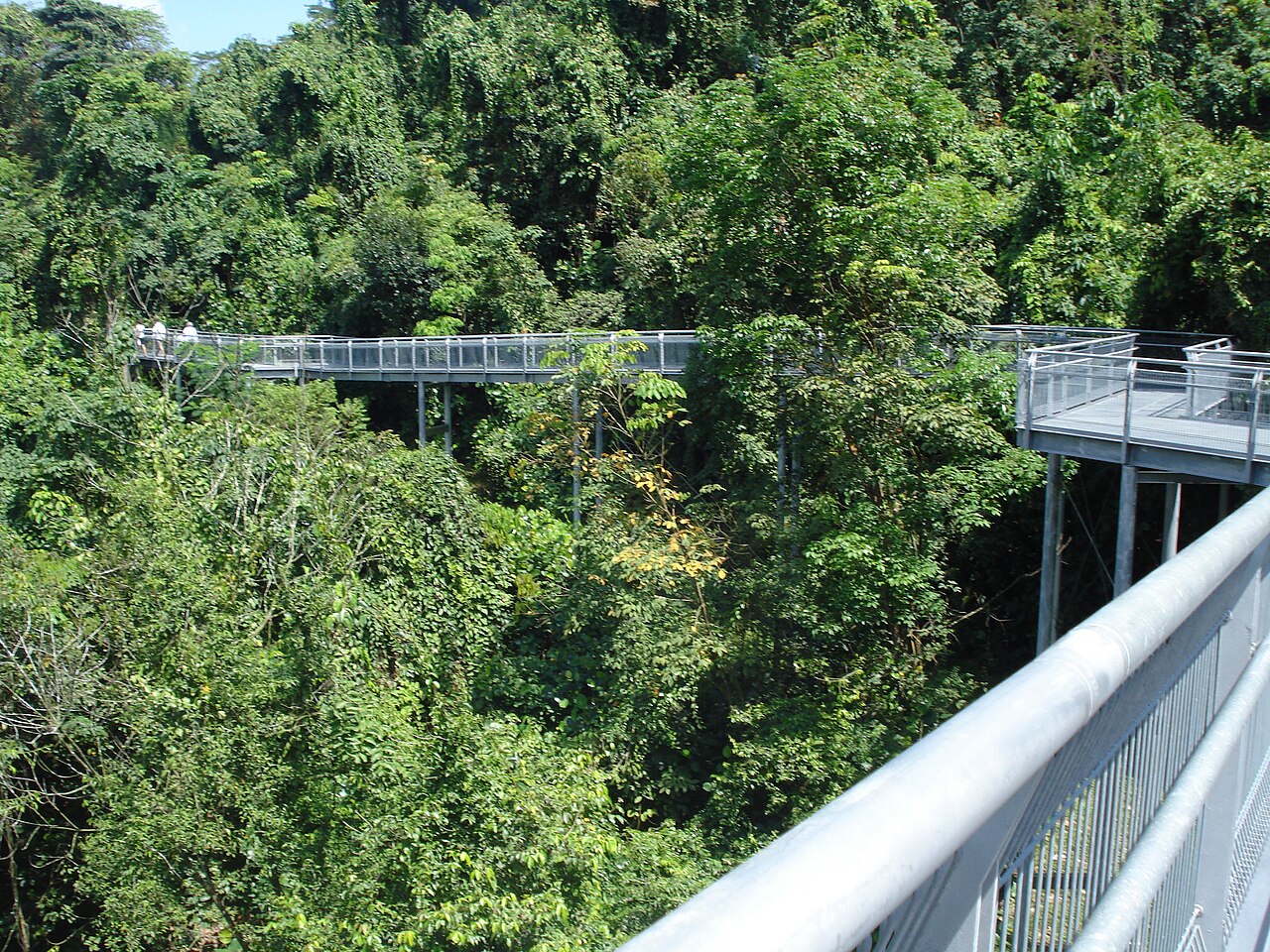 Elevated steel walkway of the Forest Walk winding through Telok Blangah Hill rainforest