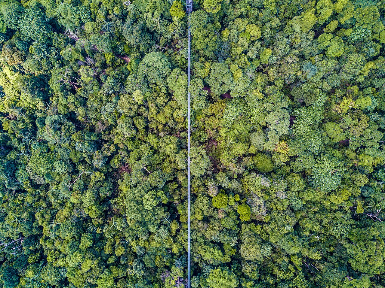 MacRitchie Reservoir TreeTop Walk suspension bridge