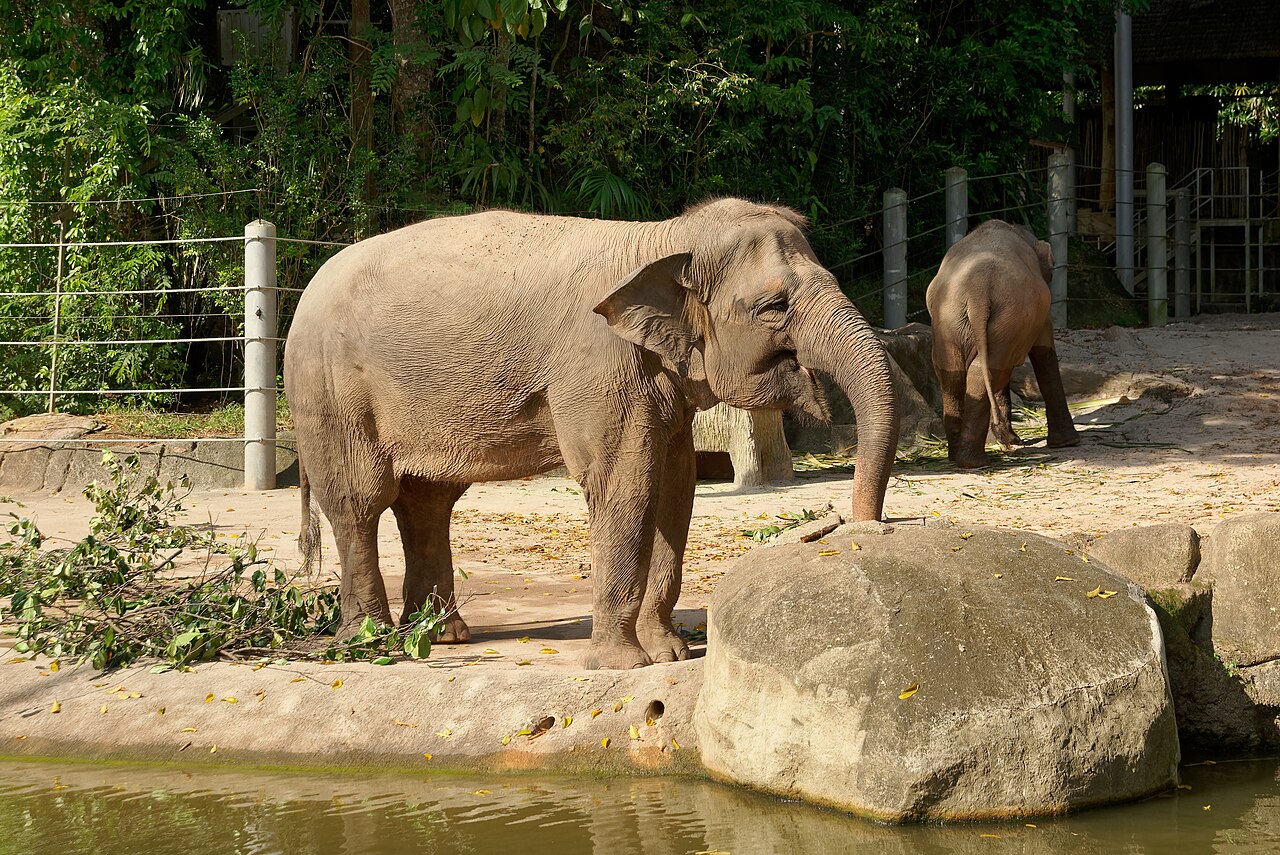 An Asian elephant in its open-concept enclosure at Singapore Zoo
