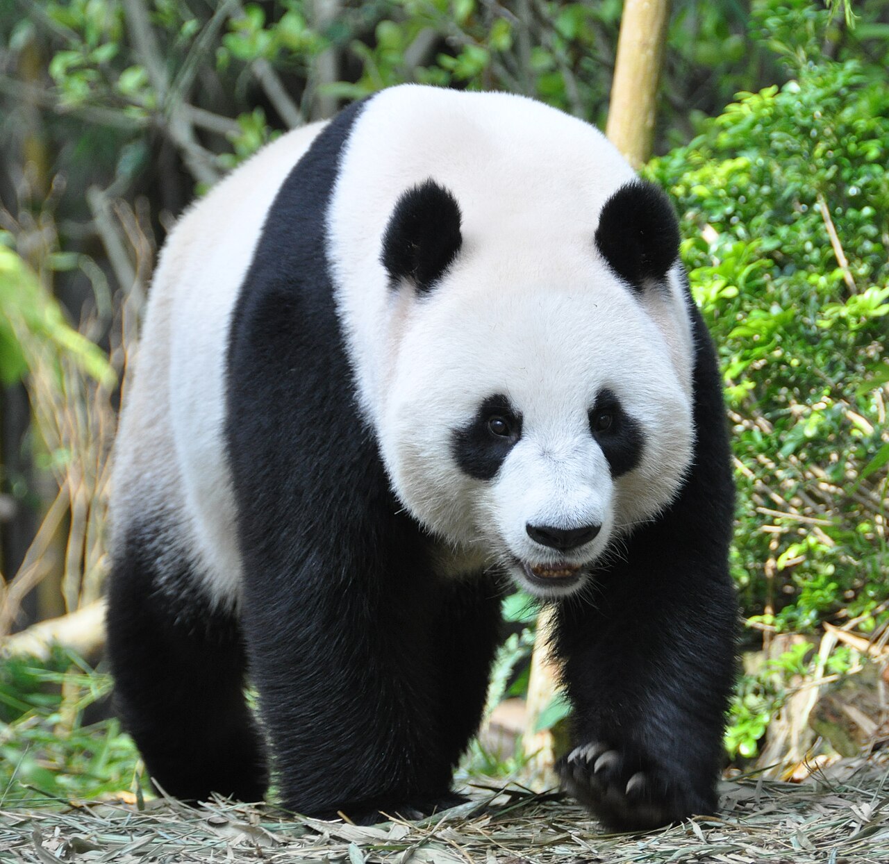 A giant panda climbing among bamboo at Singapore River Wonders